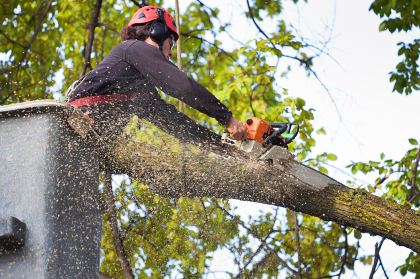 Tree Removal in New Zealand